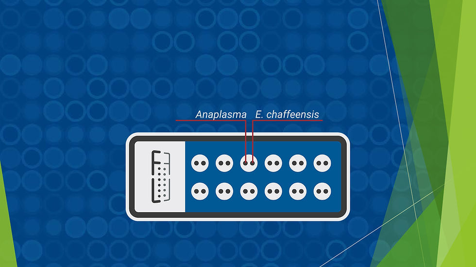 Anaplasma / Ehrlichia Multi‑Antigen Slides (MIF)