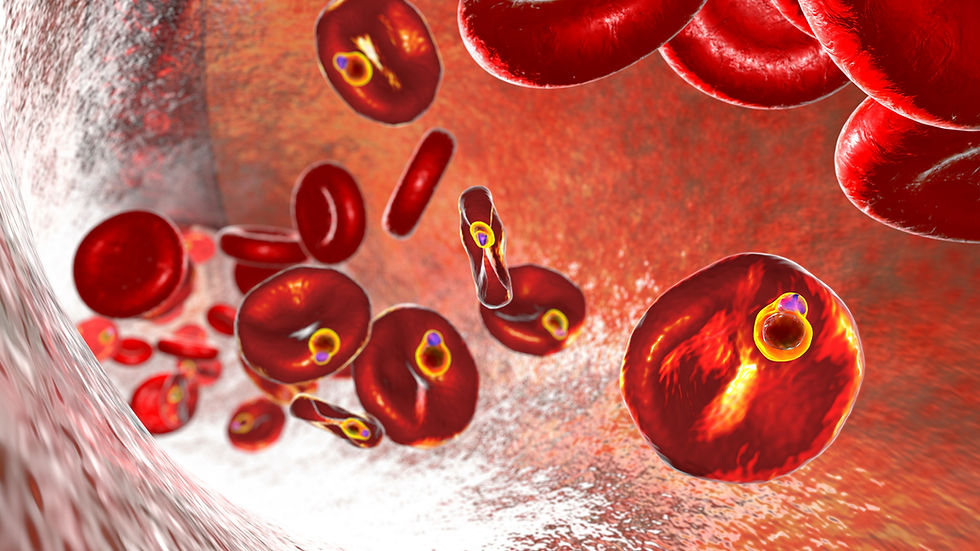 Babesia microti IFA